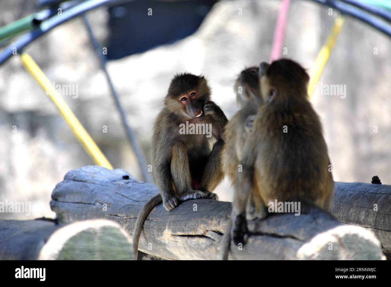 (170721) -- SHANGHAI, July 21, 2017 -- Baboons hide in shades at Shanghai Zoo in east China s Shanghai, July 21, 2017. The meteorological department of east China metropolis Shanghai recorded an air temperature of 40.9 degrees Celsius (105.6 degrees Fahrenheit) at around 2 p.m. Friday, the highest on record in the city in 145 years. The Shanghai Zoo has took many measures to keep the animals cool. ) (lb) CHINA-SHANGHAI-ANIMAL-SUMMER HEAT (CN) ZhangxJiansong PUBLICATIONxNOTxINxCHN   Shanghai July 21 2017 Baboons HIDE in Shades AT Shanghai Zoo in East China S Shanghai July 21 2017 The Meteorolog Stock Photo