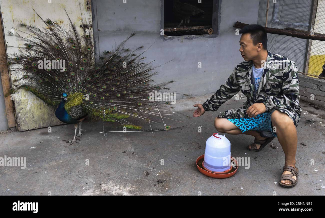 170722) -- WUYI, July 22, 2017 -- Wu Jianhua feeds a peacock in Yanwuzhuang  Village of Wuyi County, north China s Hebei Province, July 22, 2017. In  2013, the young couple Wu