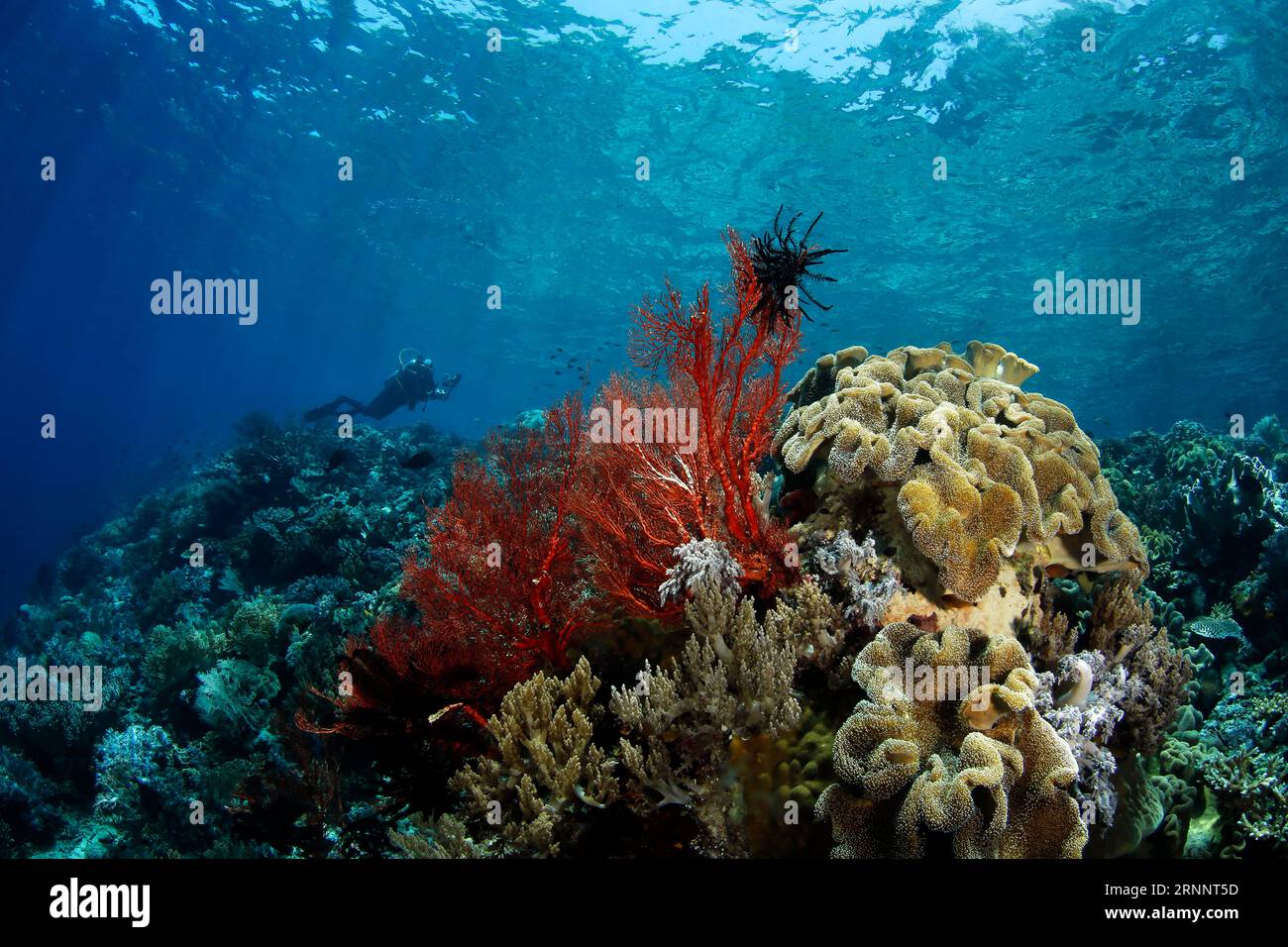 Scuba Diver and Coral Reef under the Surface in Crystal Water.Misool, Raja Ampat, West Papua, Indonesia Stock Photo