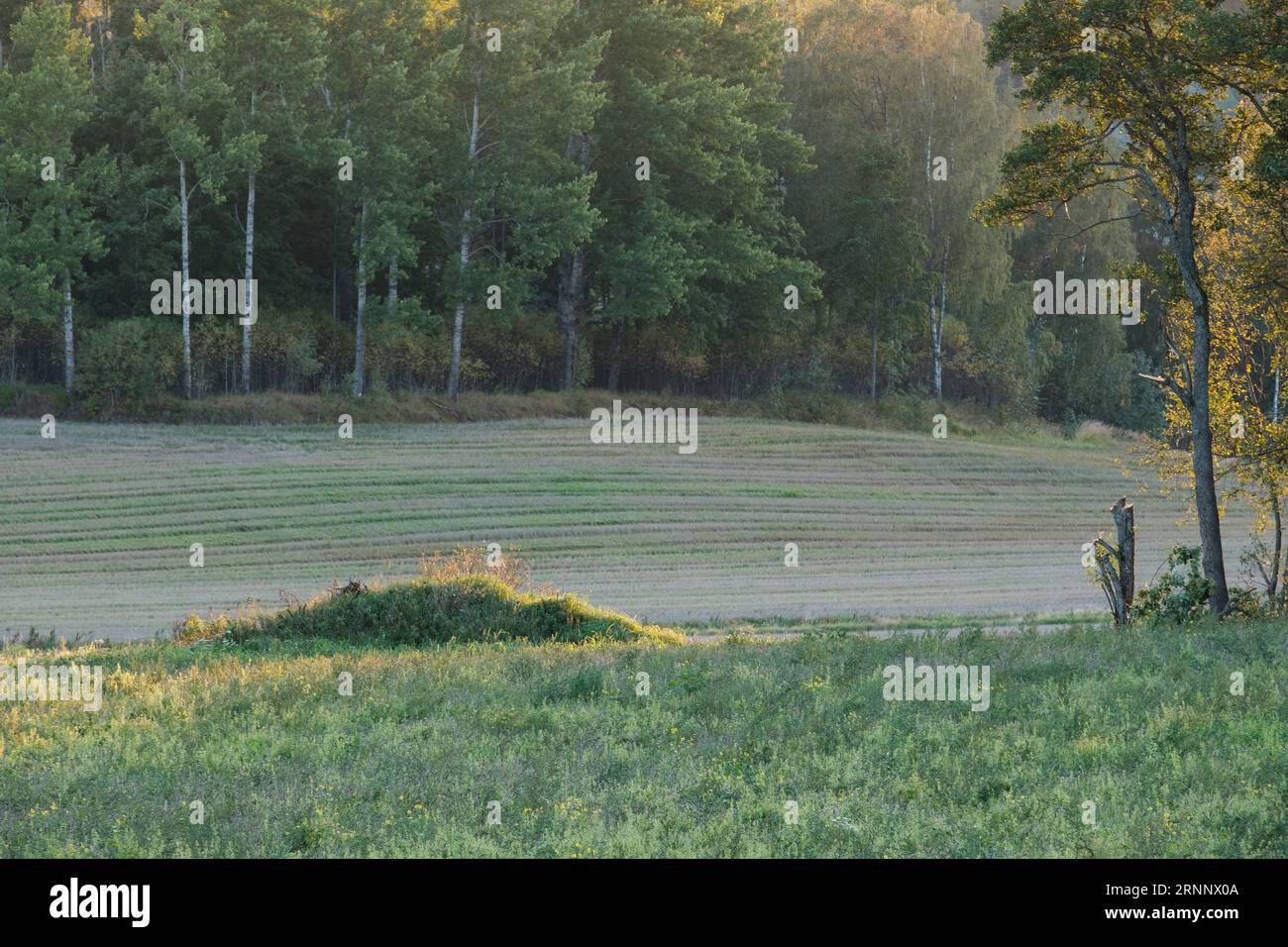 Kirkkonummi / FINLAND - SEPTEMBER 1, 2023:A beautiful details of a small meadow during the sunset. Stock Photo