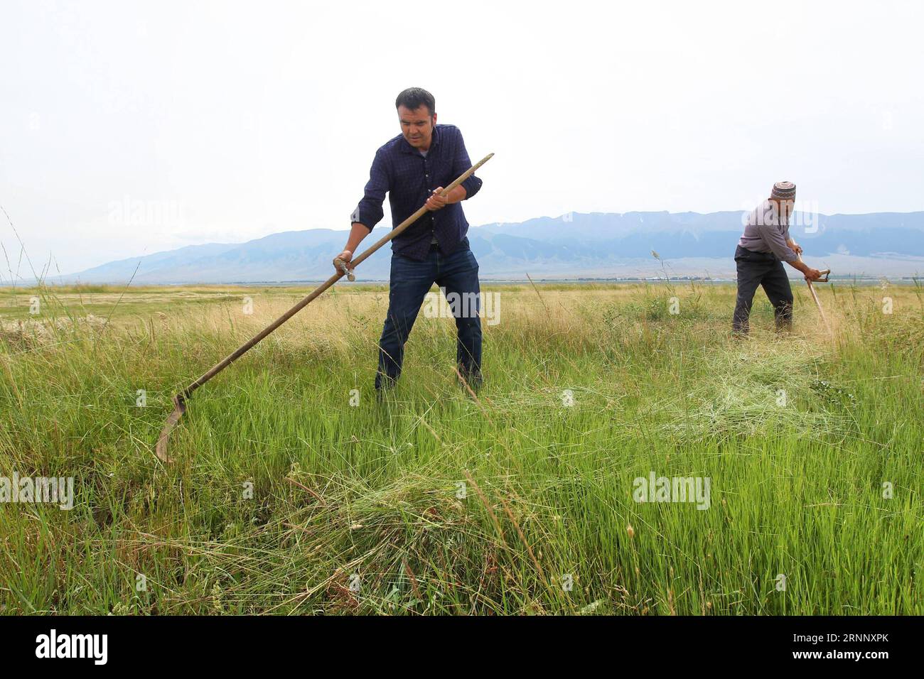170801) -- HAMI, Aug. 1, 2017 -- Two herdsmen cut grass on the