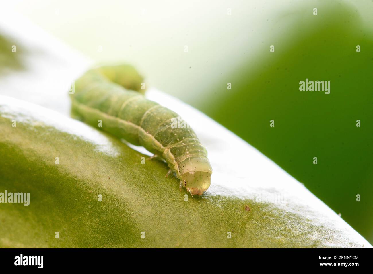 Closeup of a Spodoptera exigua larva on a lettuce leaf Stock Photo