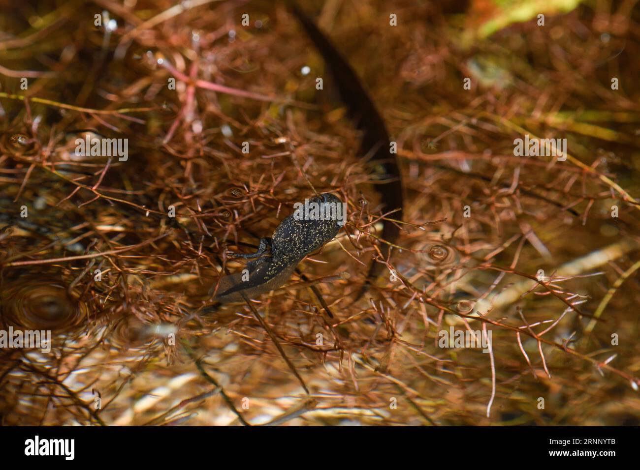 close-up of a tadpole among the roots of the alders Stock Photo