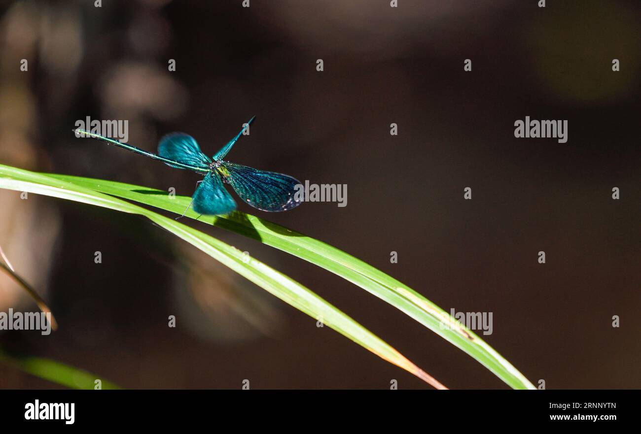 closeup a damselfly in flight over a leaf Stock Photo