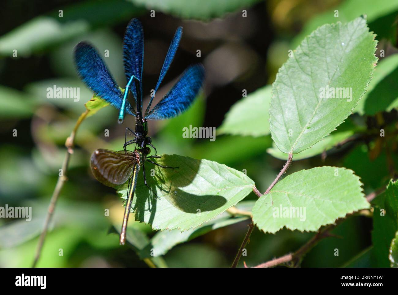 close-up male and female damselfly in courtship Stock Photo