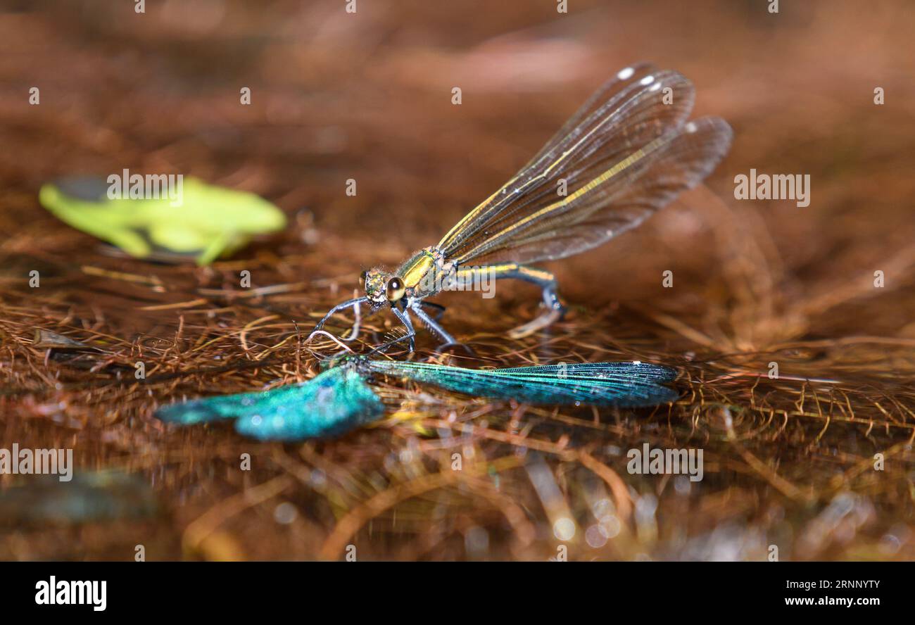closeup a female damselfly laying eggs in the water Stock Photo
