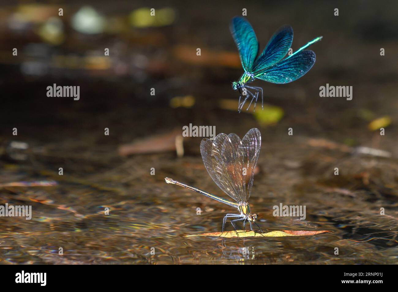 close-up male and female damselfly in courtship Stock Photo