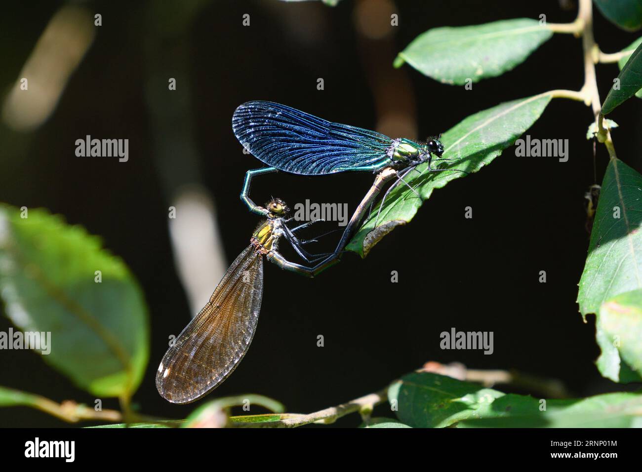 close-up male and female damselfly in courtship Stock Photo