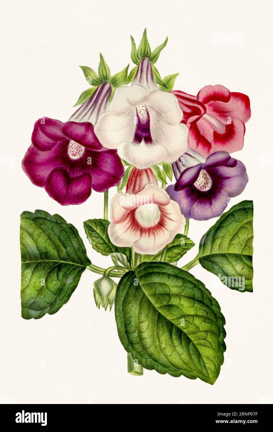 Vintage-style botanical flower artwork in full bloom. Stock Photo