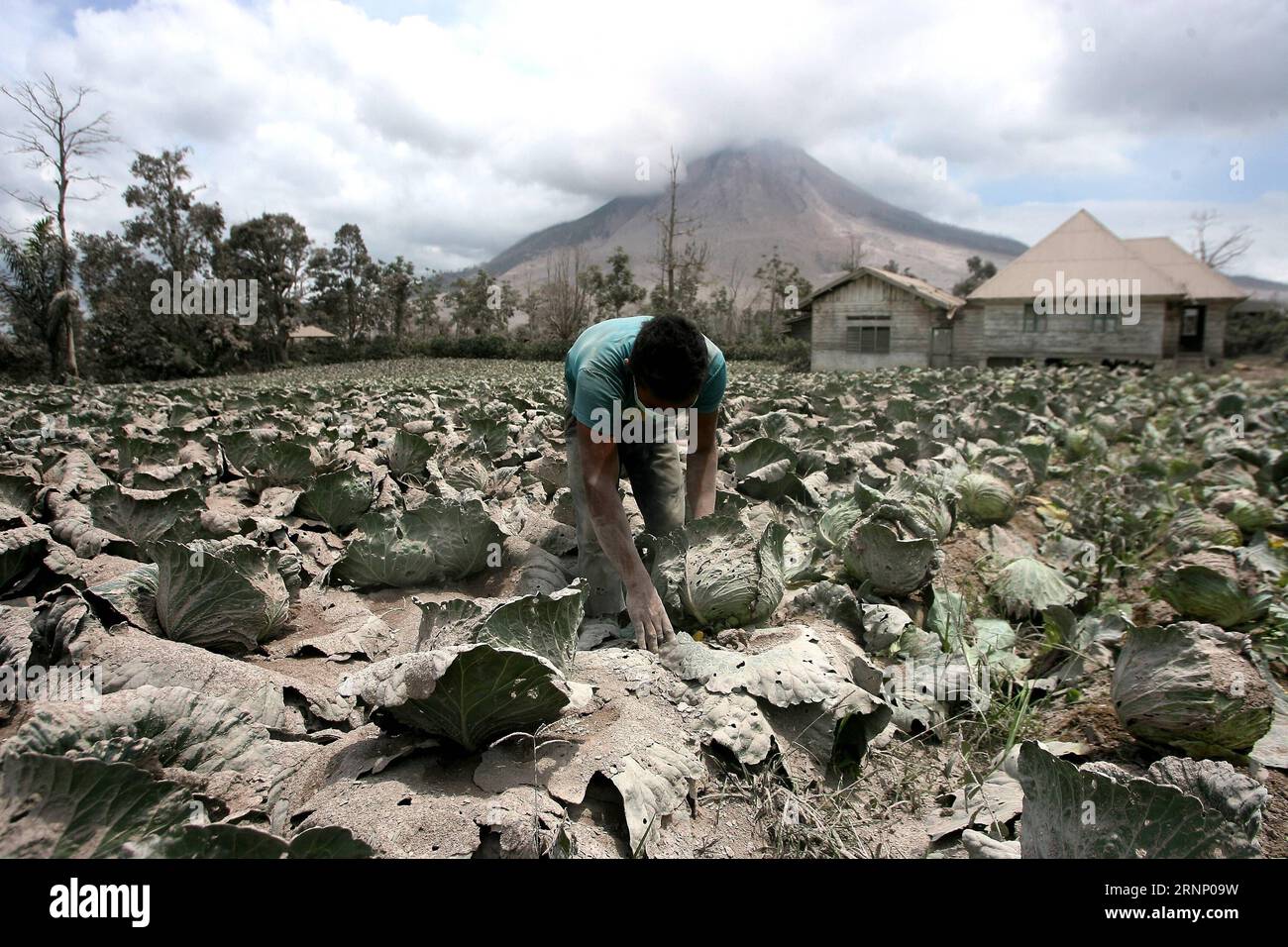 (170803) -- NORTH SUMATERA, Aug. 3, 2017 -- A farmer cleans cabbage in the field near Mount Sinabung in Karo, North Sumatra, Indonesia, on Aug. 3, 2017. Mount Sinabung volcano in North Sumatra province of western Indonesia erupted on Wednesday, spewing a column of ash by up to 4.2 km to the sky, national disaster management agency reported. ) (lrz) INDONESIA-NORTH SUMATERA-MOUNT SINABUNG-AFTERMATCH YTxHaryono PUBLICATIONxNOTxINxCHN   North Sumatera Aug 3 2017 a Farmer Cleans Cabbage in The Field Near Mount Sinabung in Diamond North Sumatra Indonesia ON Aug 3 2017 Mount Sinabung Volcano in Nort Stock Photo