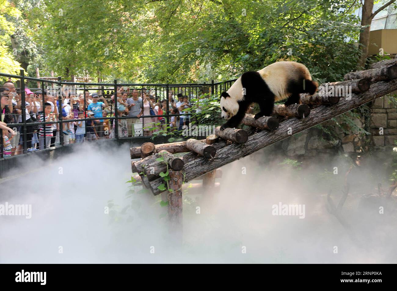 170804) -- BEIJING, Aug. 4, 2017 -- A panda is seen climbing on a