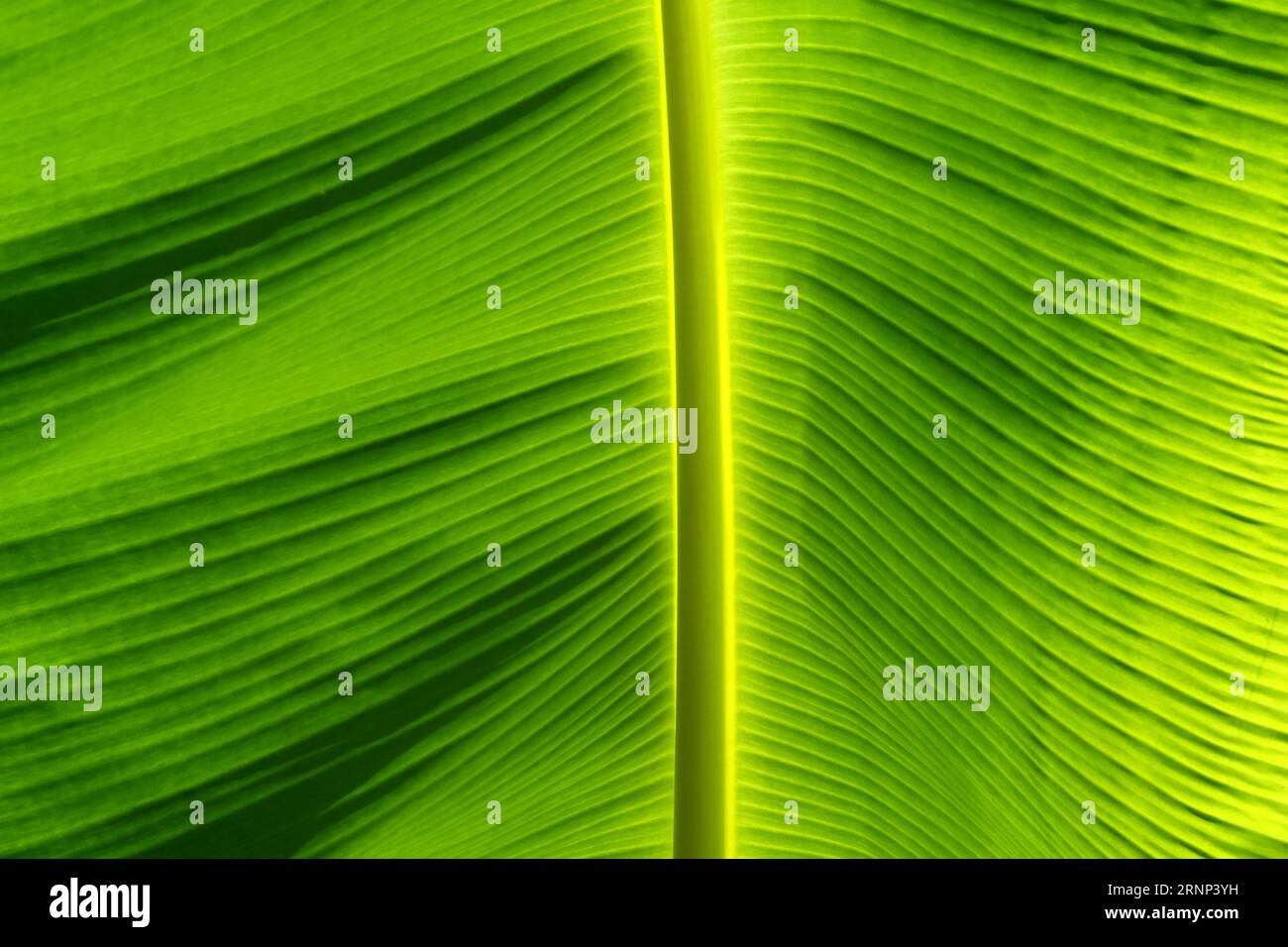 green-banana-leaves-pattern-for-nature-background-stock-photo-alamy