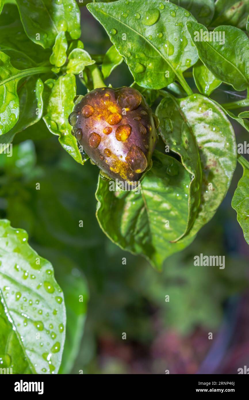 Sweet piquanté pepper plant (Capsicum baccatum), Cape Town, Africa Stock Photo