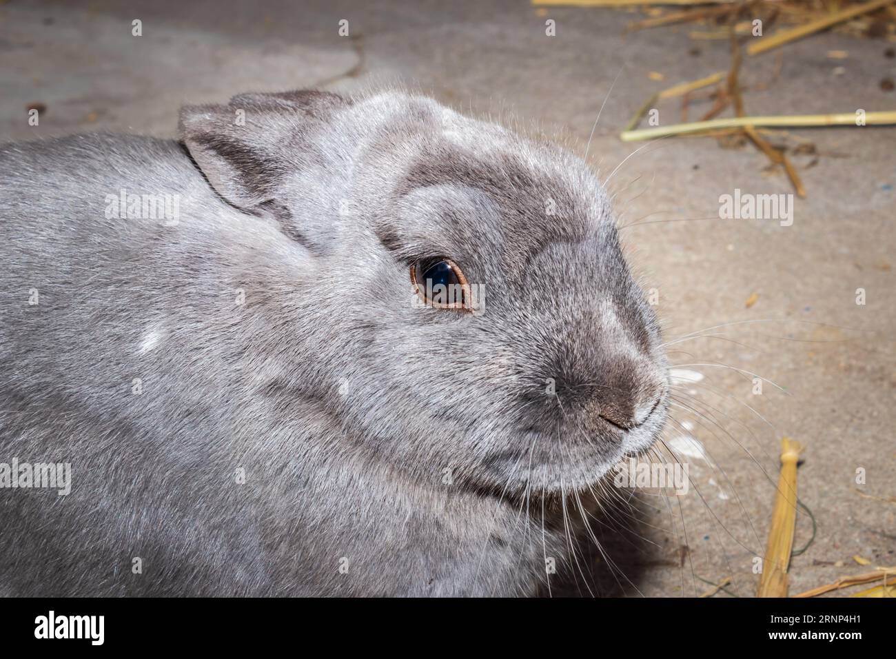 Cute domestic family pet rabbit, Cape Town, South Africa Stock Photo