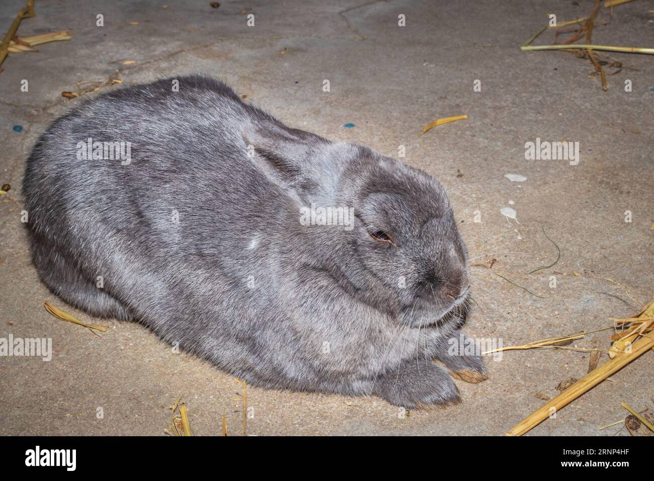 Cute domestic family pet rabbit, Cape Town, South Africa Stock Photo