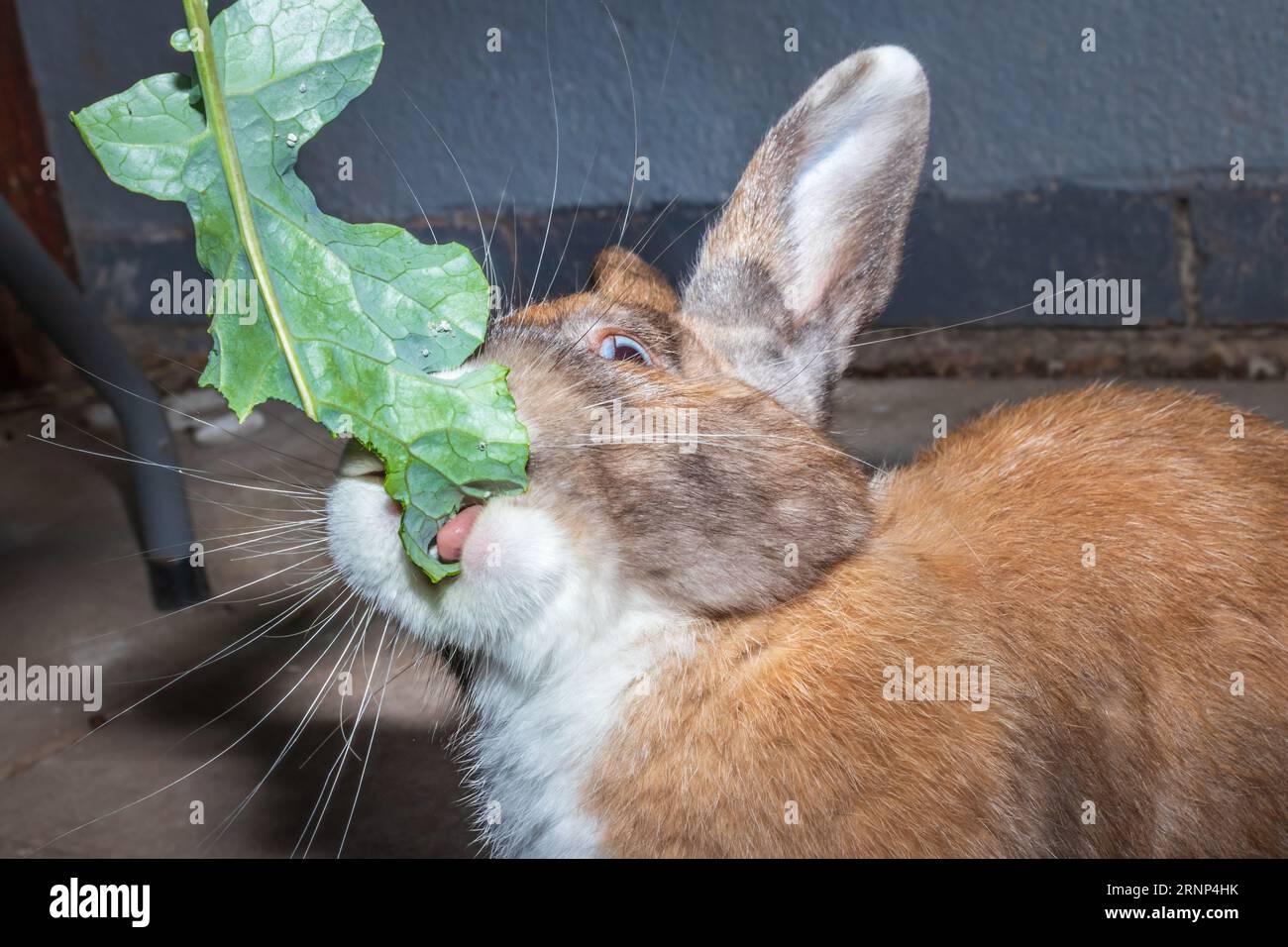 Cute domestic family pet rabbit, Cape Town, South Africa Stock Photo ...