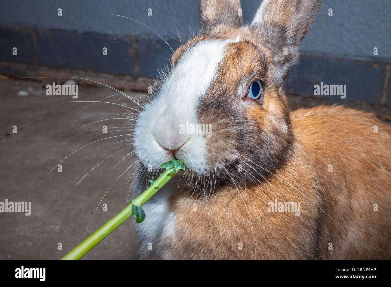 Cute domestic family pet rabbit, Cape Town, South Africa Stock Photo