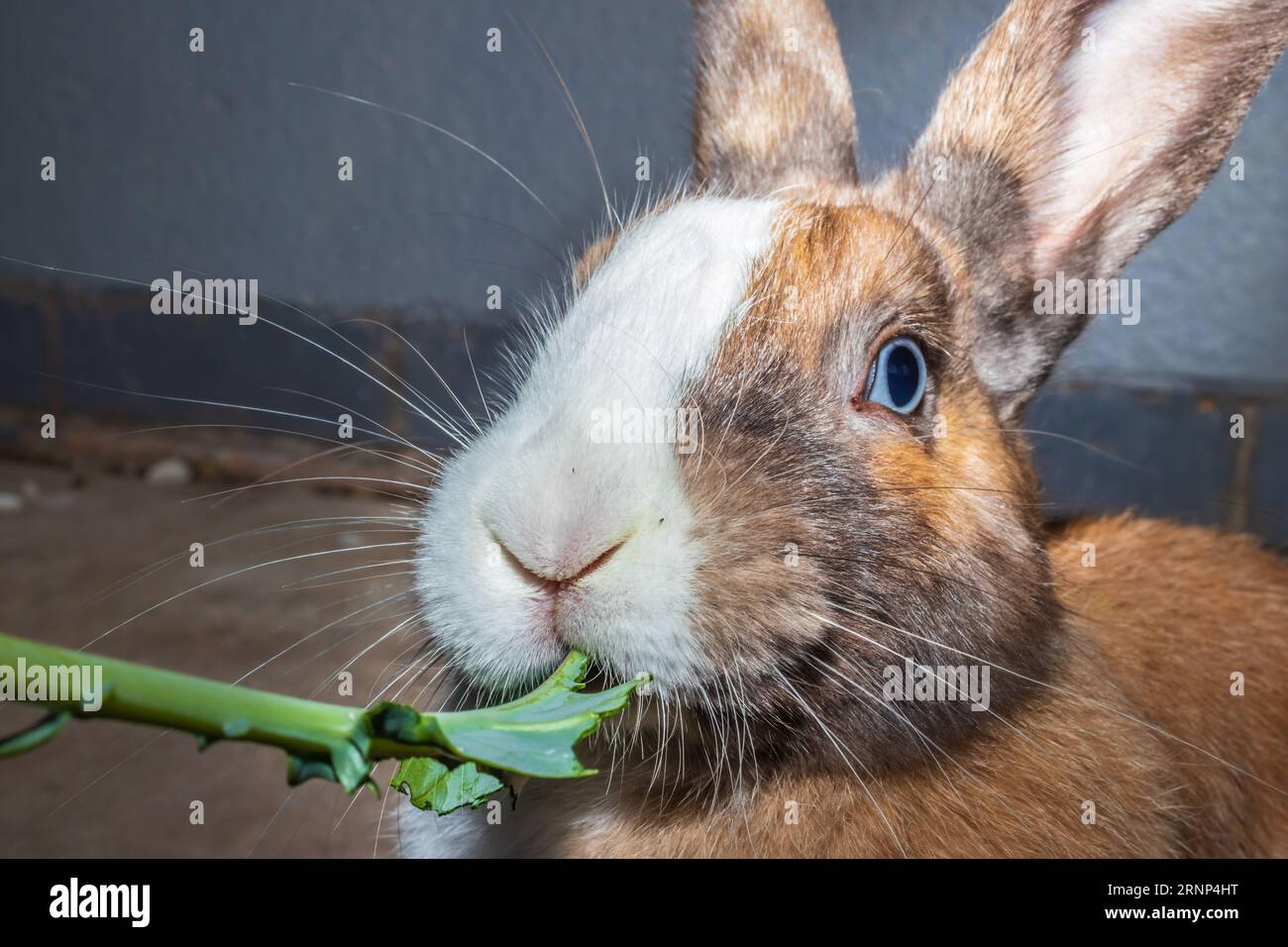Cute domestic family pet rabbit, Cape Town, South Africa Stock Photo
