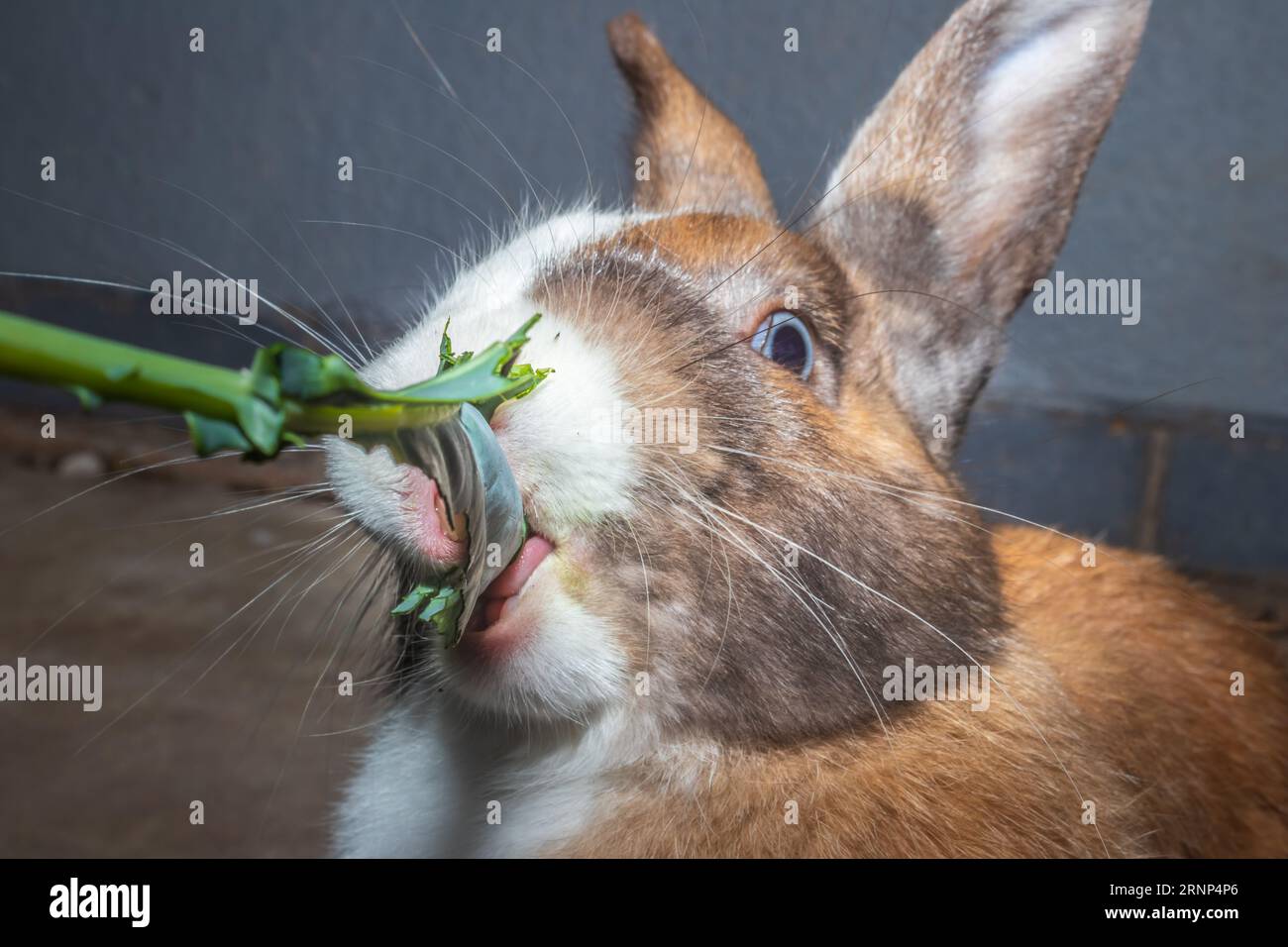 Cute domestic family pet rabbit, Cape Town, South Africa Stock Photo