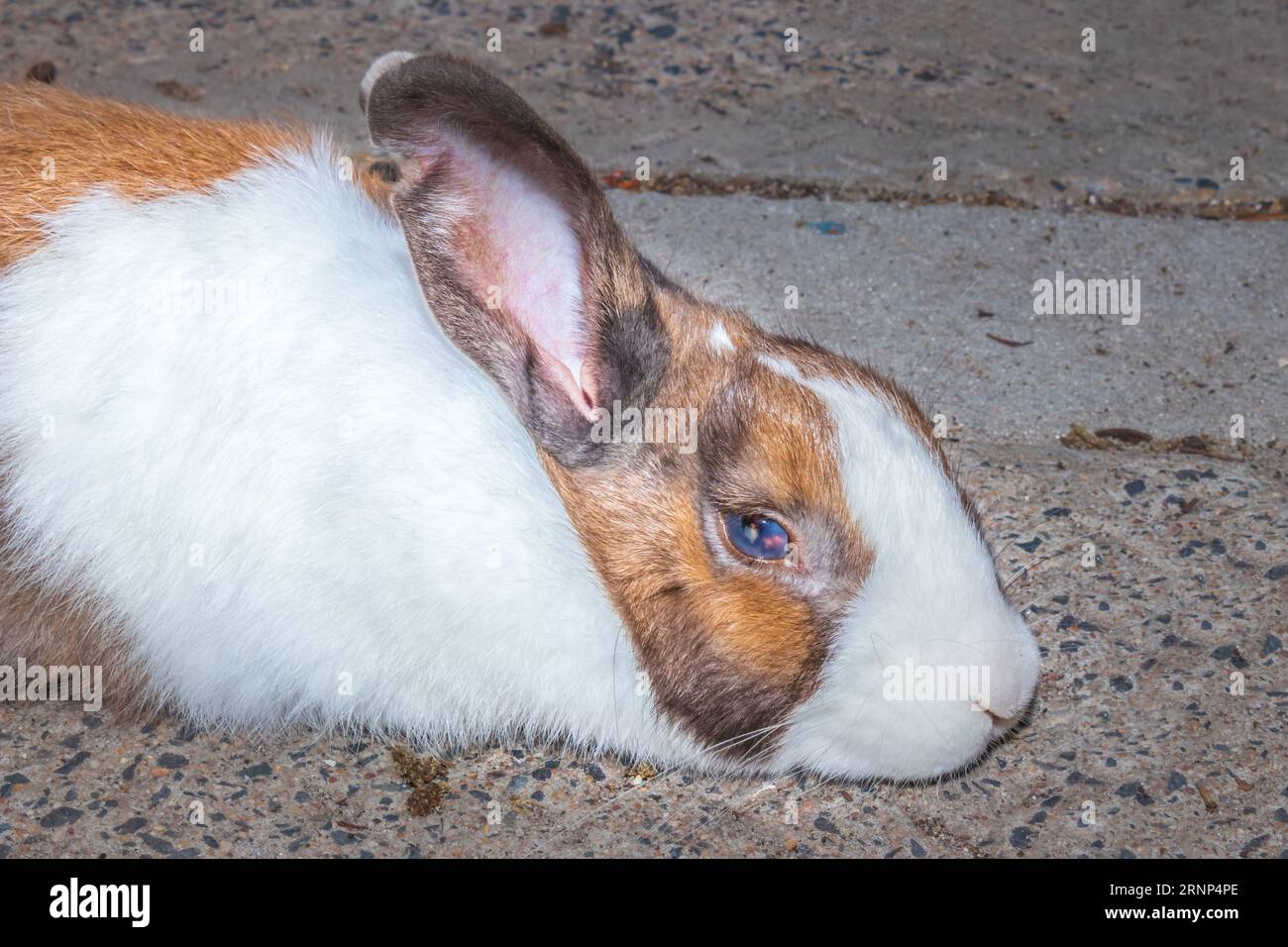 Cute domestic family pet rabbit, Cape Town, South Africa Stock Photo
