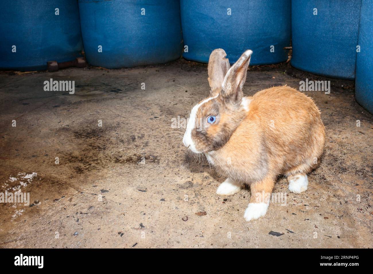 Cute domestic family pet rabbit, Cape Town, South Africa Stock Photo ...