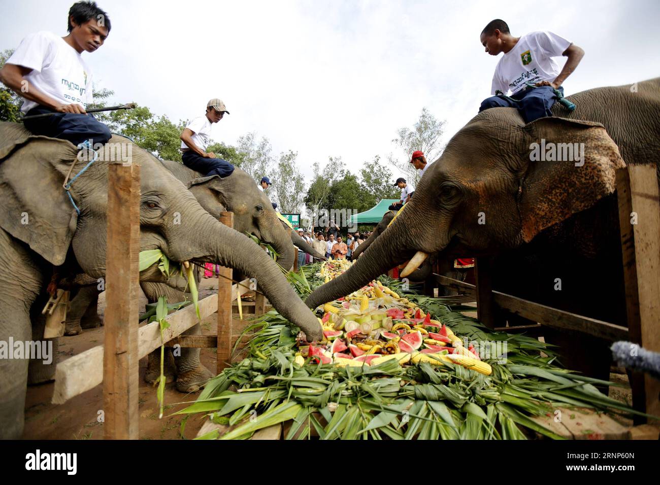 (170812) -- BAGO, Aug. 12, 2017 -- Elephant keepers feed elephants with various kinds of fruits and vegetables at the Wingabaw Elephant Resort Camp on World Elephant Day in Bago Region, Myanmar, Aug. 12, 2017. The World Elephant Day was launched on Aug. 12, 2012 to bring attention to the urgent plight of Asian and African elephants. ) (zxj) MYANMAR-BAGO-WORLD ELEPHANT DAY UxAung PUBLICATIONxNOTxINxCHN   Bago Aug 12 2017 Elephant Keepers Feed Elephants With Various Kinds of Fruits and Vegetables AT The  Elephant Resort Camp ON World Elephant Day in Bago Region Myanmar Aug 12 2017 The World Elep Stock Photo