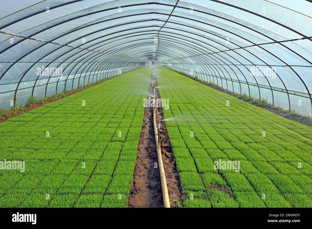 Growing rice seedlings in the greenhouse Stock Photo Alamy