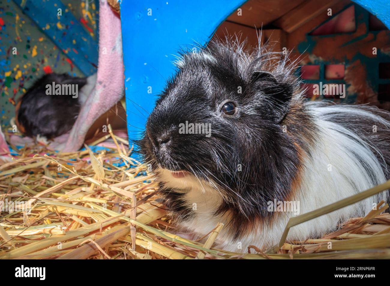 Domestic brown, black and white guinea pig (Cavia porcellus), Cape Town, South Africa Stock Photo