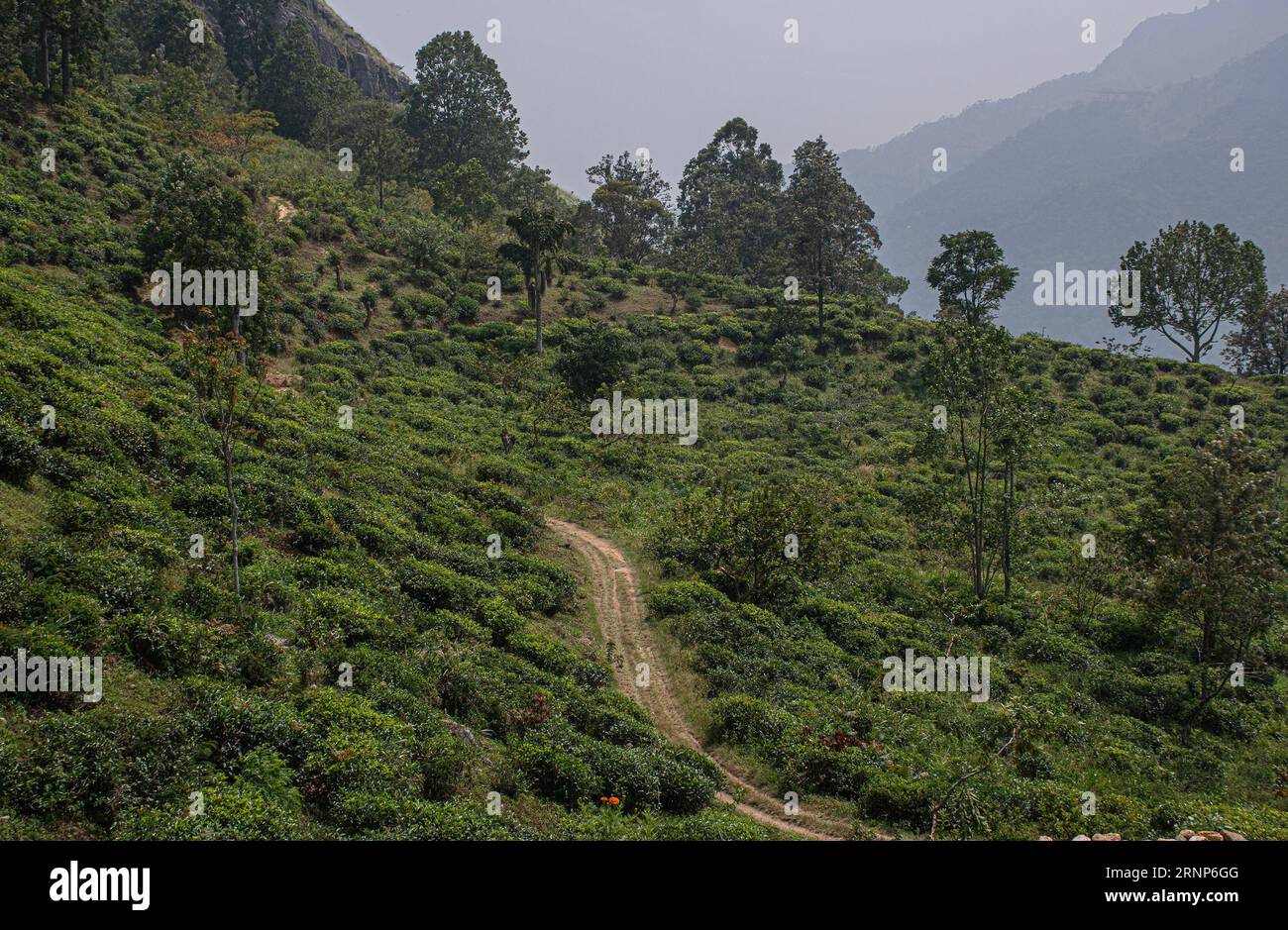 Sri lanka uva province badulla hi-res stock photography and images - Alamy