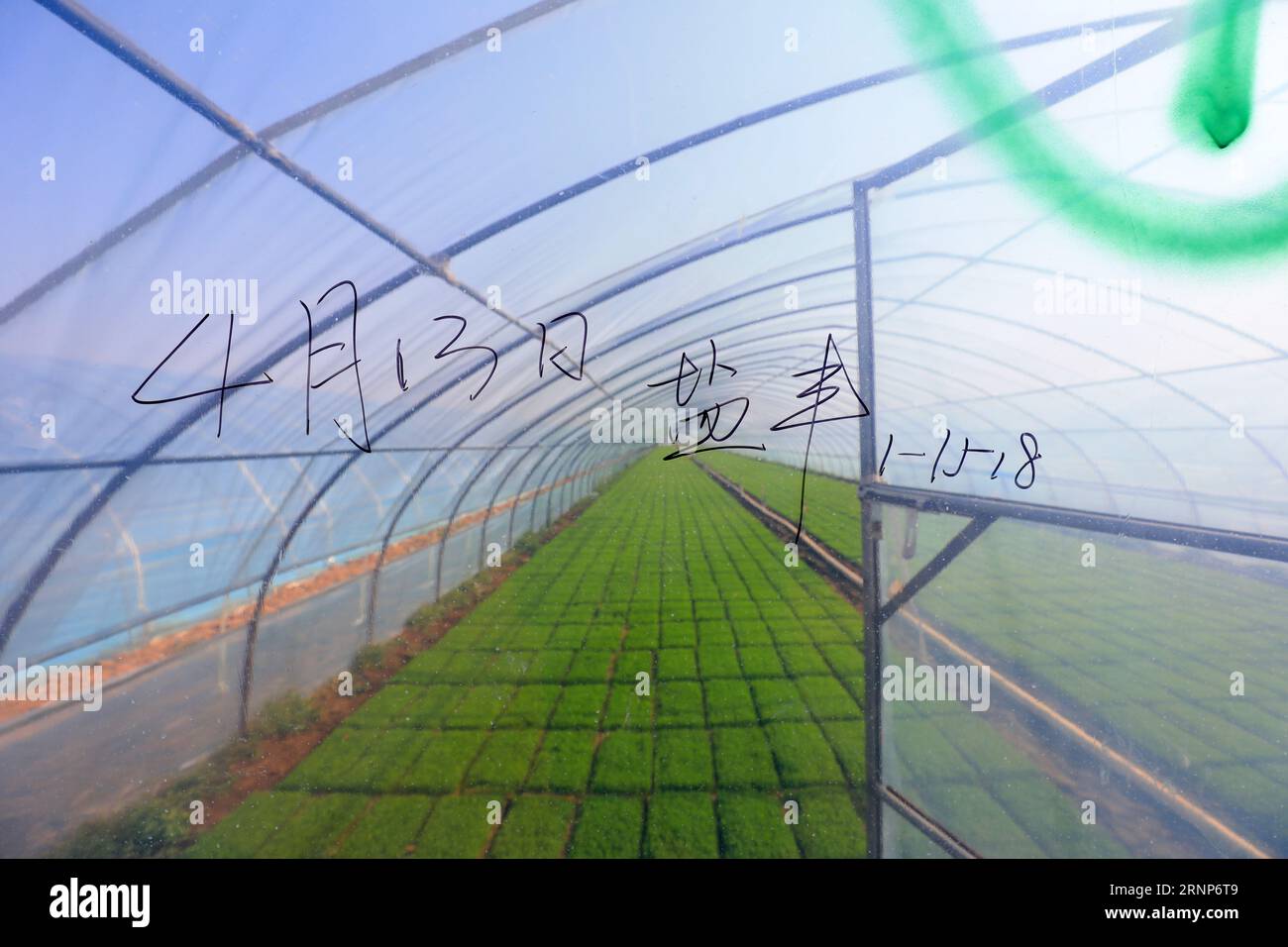 Growing rice nursery hi-res stock photography and images - Alamy