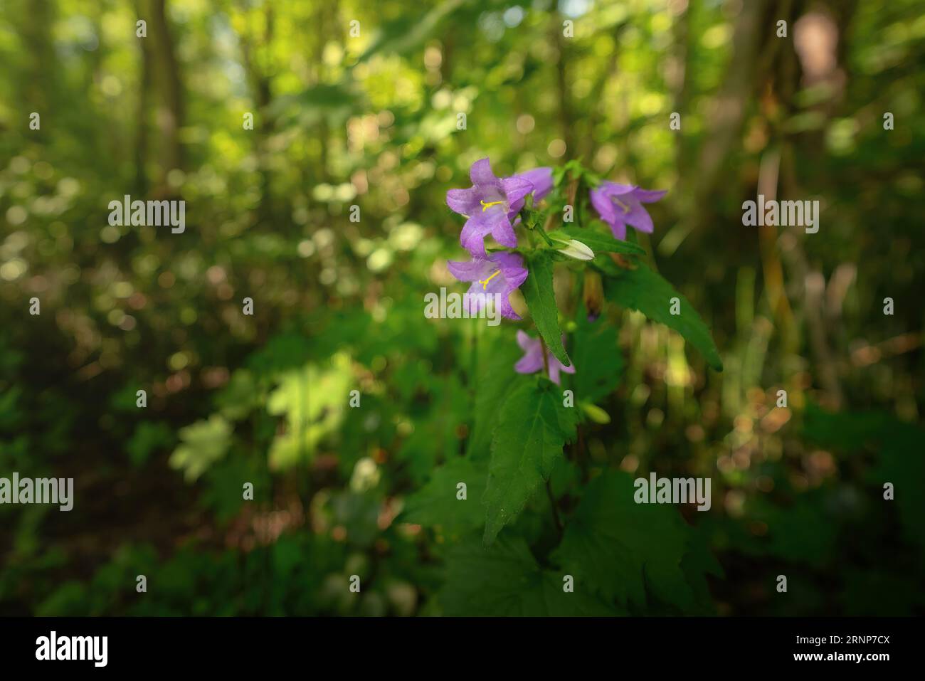 Beautiful Purple Bellflowers (Campanula) in a forest Stock Photo