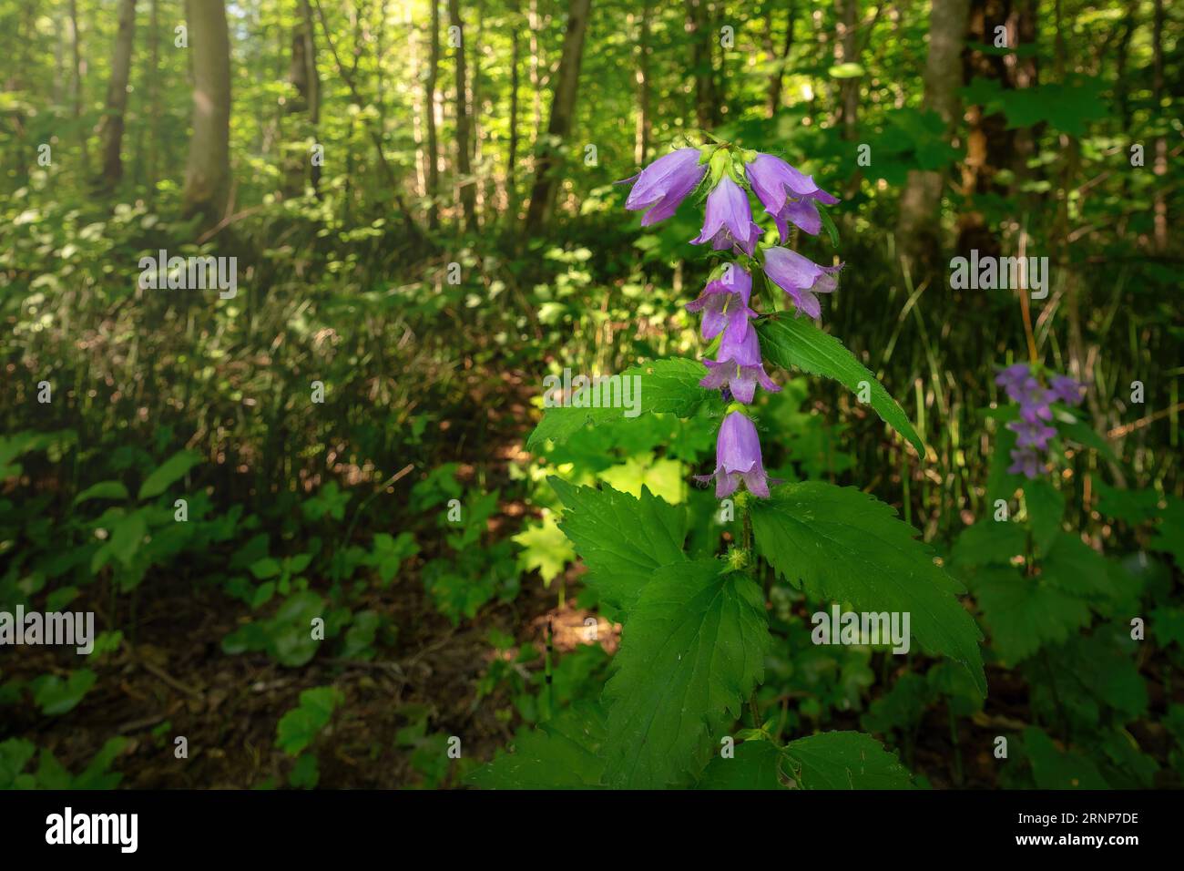 Beautiful Purple Bellflowers (Campanula) in a forest Stock Photo