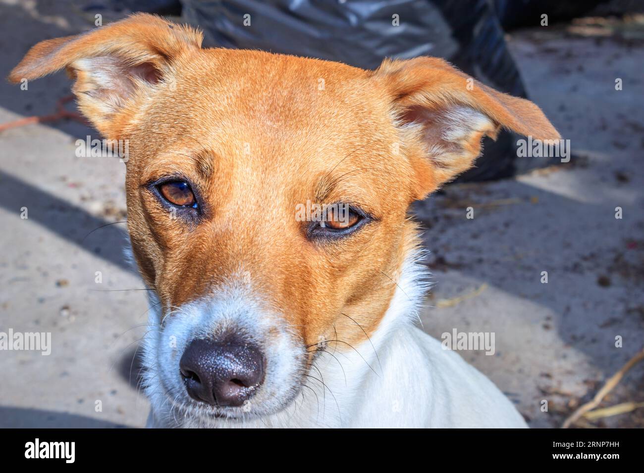 Brown and white Jack Russell terrier dog, Cape Town, South Africa Stock