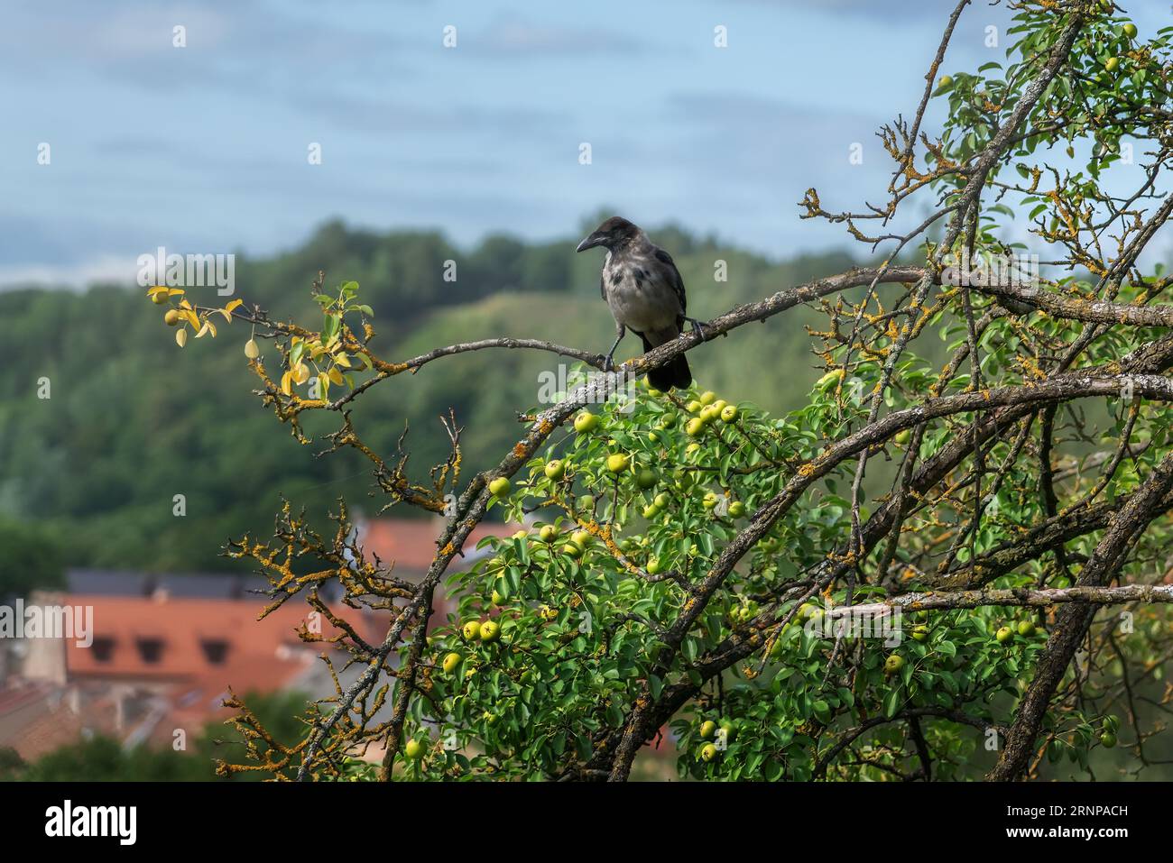Hooded Crow (Corvus cornix) in a tree Stock Photo - Alamy