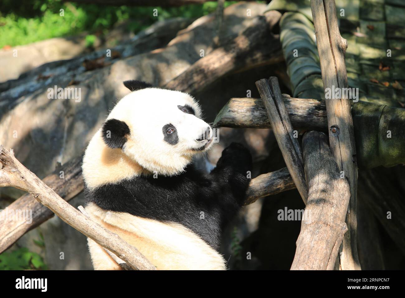 (170822) -- WASHINGTON, Aug. 22, 2017 -- Giant panda Beibei is seen during its birthday celebration at Smithsonian s National Zoo in Washington D.C., the United States, Aug. 22, 2017. The zoo on Tuesday held a celebration for giant panda Beibei s two-year-old birthday, which attracted lots of visitors. ) U.S.-WASHINGTON D.C.-GIANT PANDA-BIRTHDAY CELEBRATION YangxChenglin PUBLICATIONxNOTxINxCHN   Washington Aug 22 2017 Giant Panda Beibei IS Lakes during its Birthday Celebration AT Smithsonian S National Zoo in Washington D C The United States Aug 22 2017 The Zoo ON Tuesday Hero a Celebration fo Stock Photo