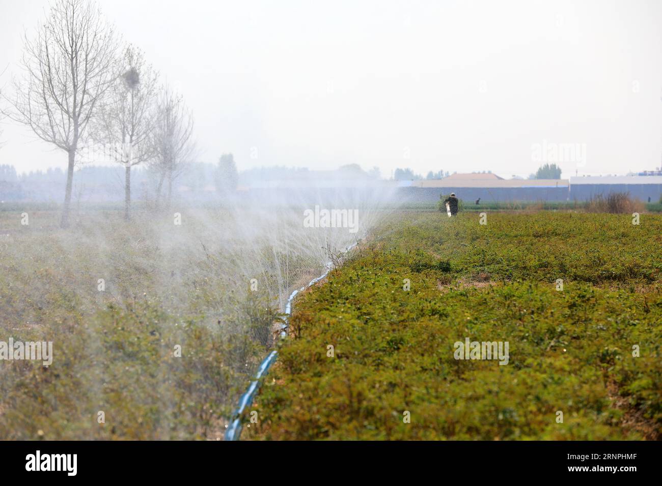 Farmers irrigate peony flower fields, North China Stock Photo