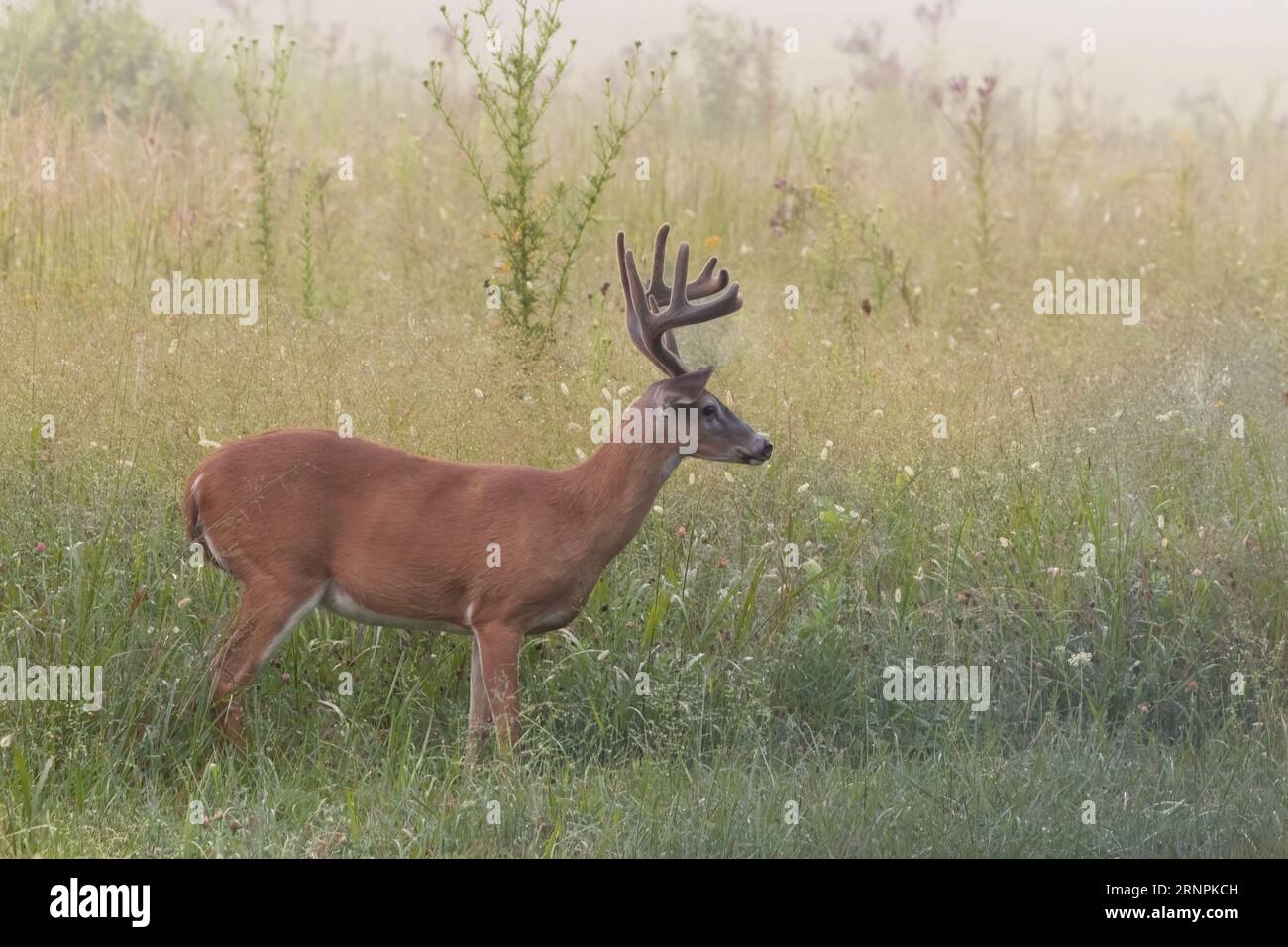 eight point buck emerging from a field in the early morning with rising fog Stock Photo