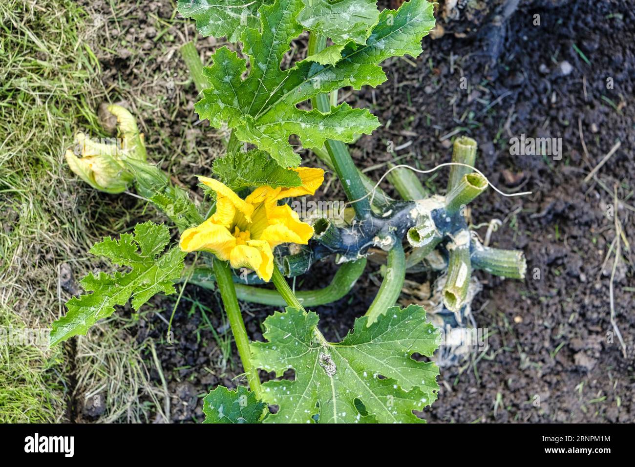 The final bloom on a Courgette plant in late summer Stock Photo