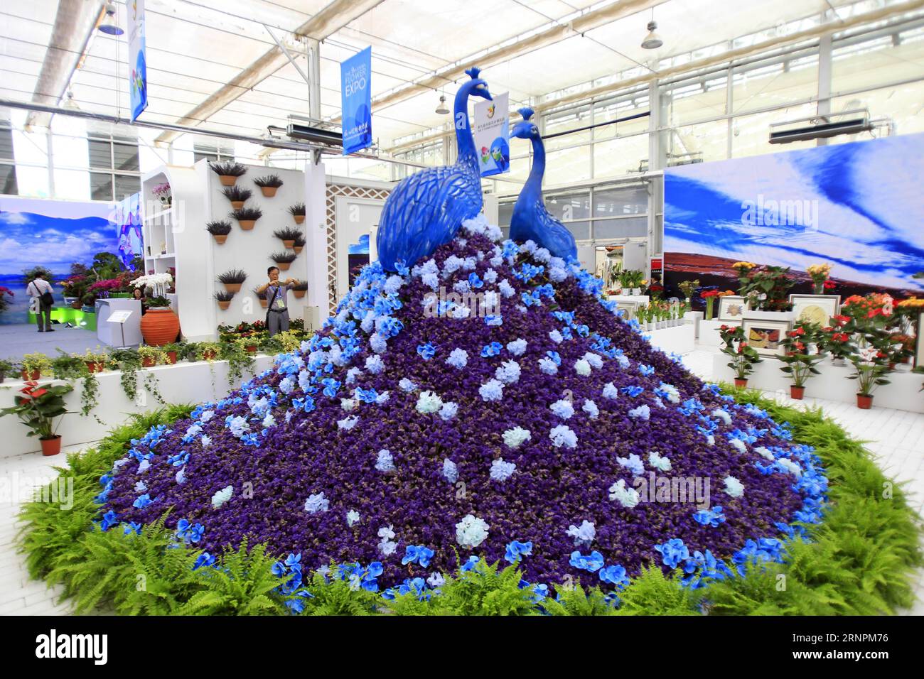 (170902) -- YINCHUAN, Sept. 2, 2017 -- A peacock-shaped flower decoration is displayed at the Yunnan Pavilion during the 9th China Flower Expo in Yinchuan, capital of northwest China s Ningxia Hui Autonomous Region, Sept. 1, 2017. The expo kicked off in Yinchuan on Friday. ) (ry) CHINA-YINCHUAN-FLOWER EXPO (CN) SuixXiankai PUBLICATIONxNOTxINxCHN   Yinchuan Sept 2 2017 a Peacock Shaped Flower Decoration IS displayed AT The Yunnan Pavilion during The 9th China Flower EXPO in Yinchuan Capital of Northwest China S Ningxia Hui Autonomous Region Sept 1 2017 The EXPO kicked off in Yinchuan ON Friday Stock Photo