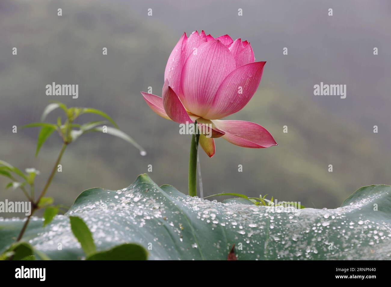 3 lotus blooms hi-res stock photography and images - Alamy