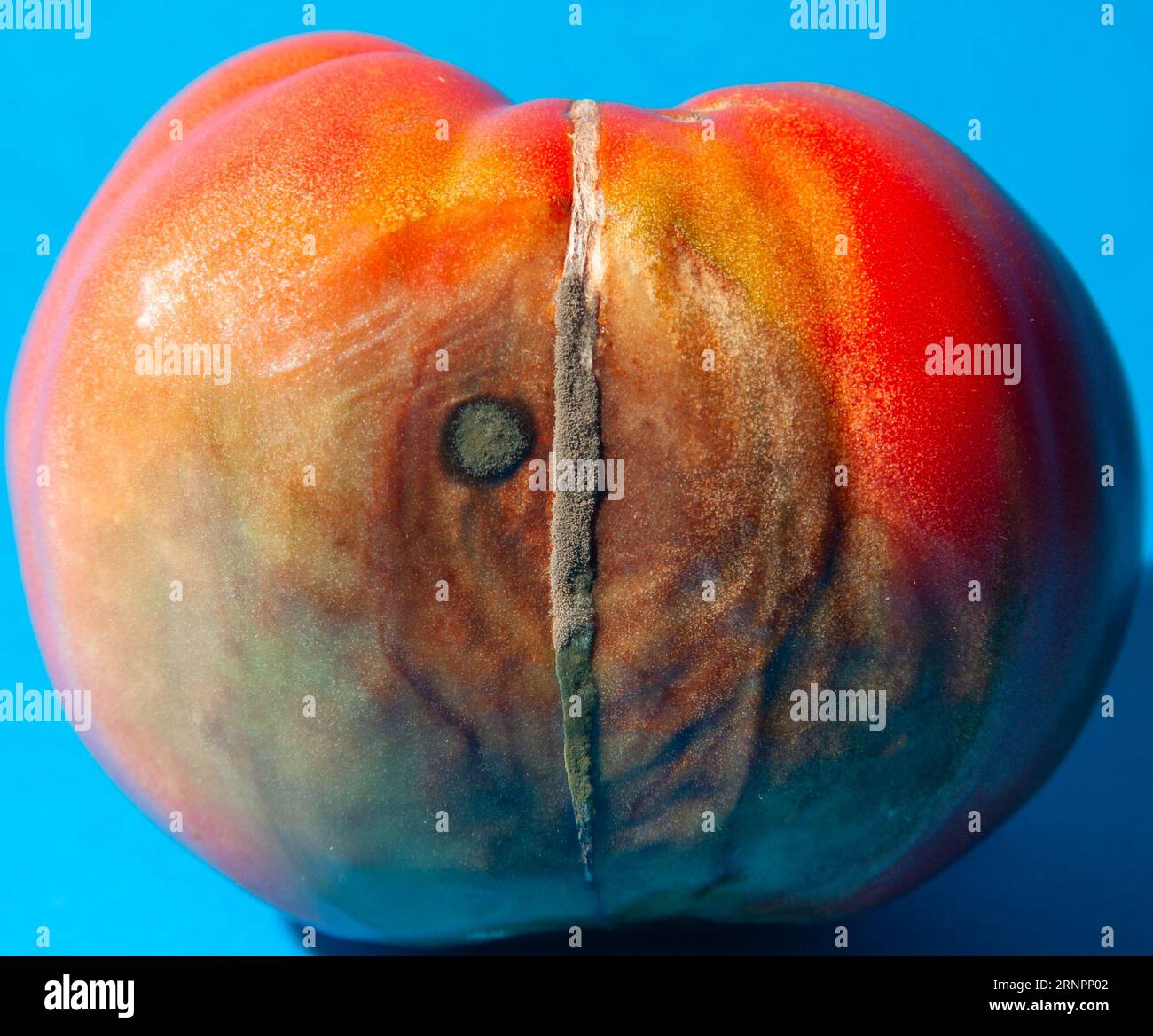 Effects of Tomato Blight skin - close up of soft bacterial rot Stock Photo