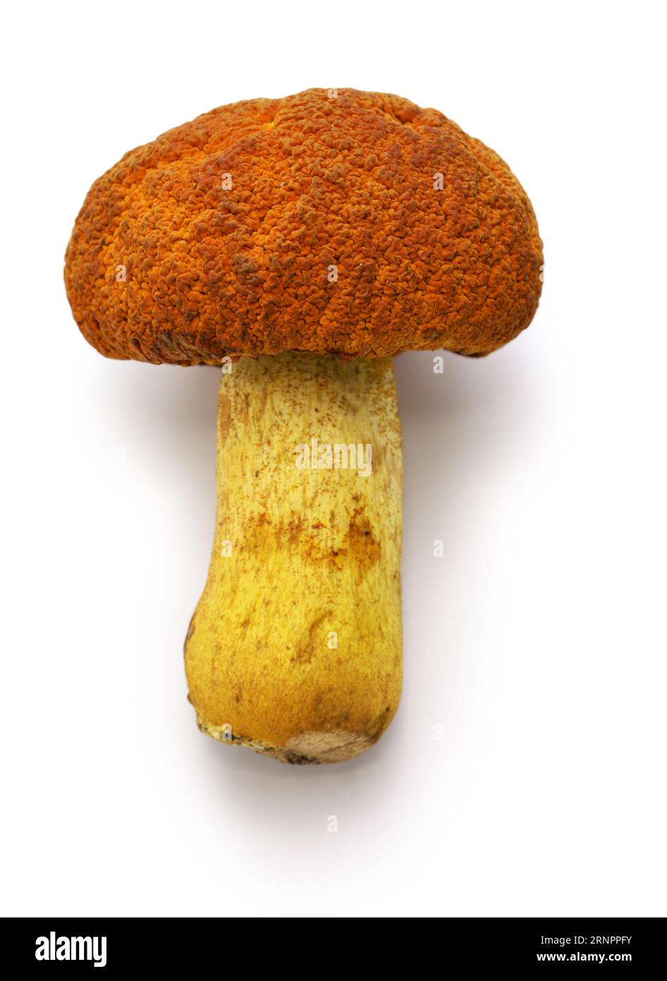 Akayamadori mushroom (Japanese porcini) isolated on white background Stock Photo