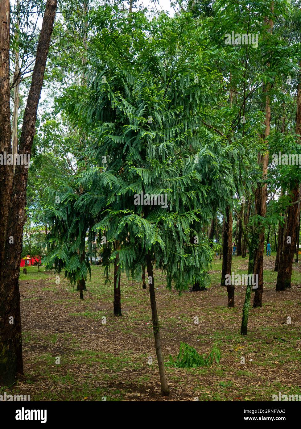 A Tree Known as Conifer (Retrophyllum rospigliosii) in a Forest Stock Photo