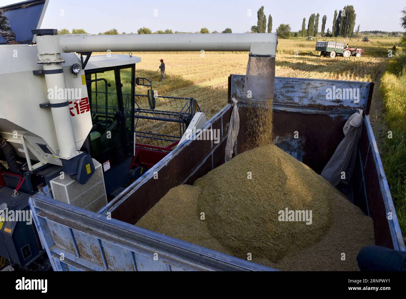 (170909) -- ILI, Sept. 9, 2017 -- Farmers load harvested rice at an organic rice field in Ili Kazakh Autonomous Prefecture, northwest China s Xinjiang Uygur Autonomous Region, Sept. 8, 2017. ) (wyo) CHINA-XINJIANG-ILI-RICE-HARVEST (CN) HuxHuhu PUBLICATIONxNOTxINxCHN Stock Photo
