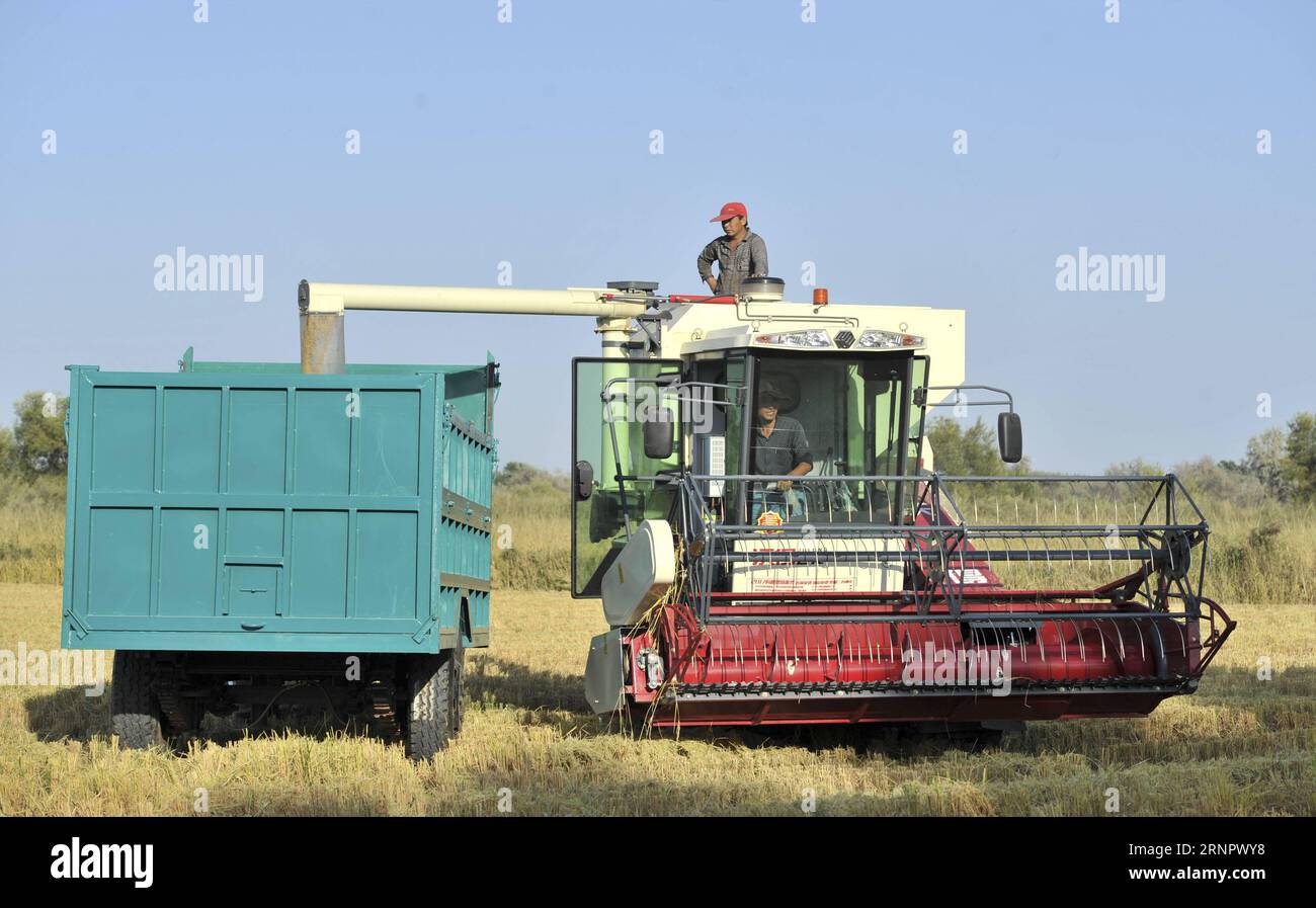 (170909) -- ILI, Sept. 9, 2017 -- Farmers load harvested rice at an organic rice field in Ili Kazakh Autonomous Prefecture, northwest China s Xinjiang Uygur Autonomous Region, Sept. 8, 2017. ) (wyo) CHINA-XINJIANG-ILI-RICE-HARVEST (CN) HuxHuhu PUBLICATIONxNOTxINxCHN Stock Photo