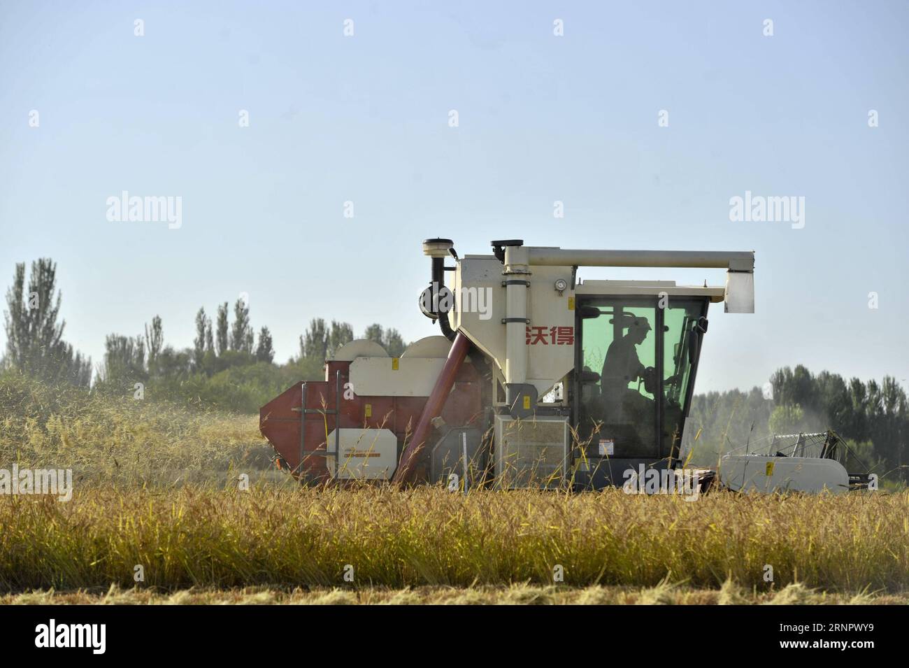 (170909) -- ILI, Sept. 9, 2017 -- A harvester works on an organic rice field in Ili Kazakh Autonomous Prefecture, northwest China s Xinjiang Uygur Autonomous Region, Sept. 8, 2017. ) (wyo) CHINA-XINJIANG-ILI-RICE-HARVEST (CN) HuxHuhu PUBLICATIONxNOTxINxCHN Stock Photo