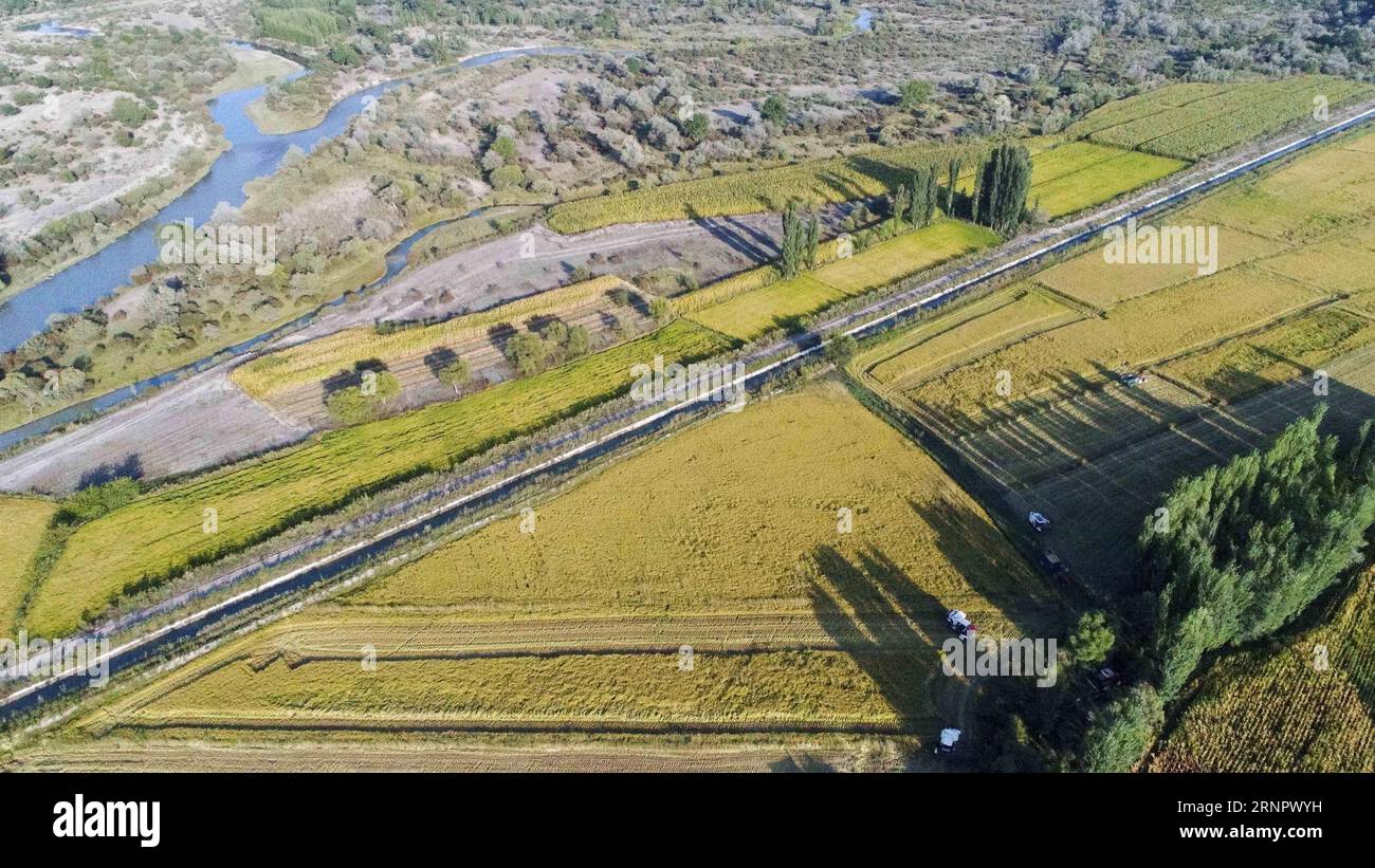 (170909) -- ILI, Sept. 9, 2017 -- Harvesters work on the organic rice fields in Ili Kazakh Autonomous Prefecture, northwest China s Xinjiang Uygur Autonomous Region, Sept. 8, 2017. ) (wyo) CHINA-XINJIANG-ILI-RICE-HARVEST (CN) HuxHuhu PUBLICATIONxNOTxINxCHN Stock Photo