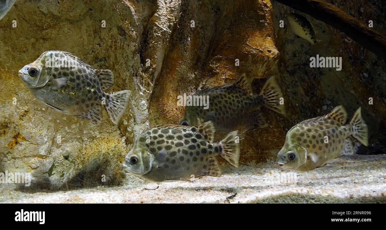 Spotted Scat, Scatophagus argus, Spotted Scat, Scatophagus argus Stock Photo