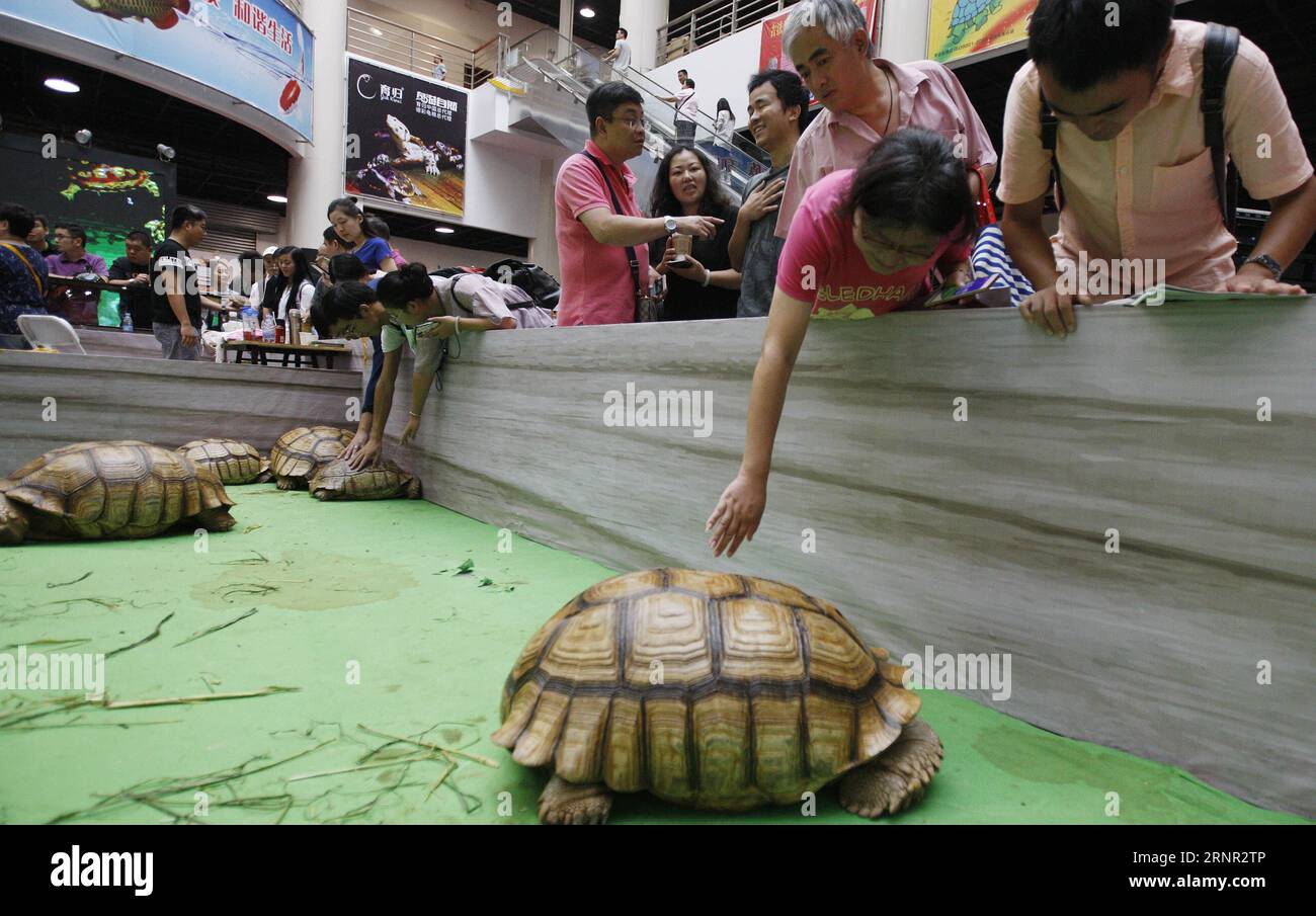 (170915) -- SHANGHAI, Sept. 15, 2017 -- A woman touches a Sulcata tortoise during the 12th Shanghai International Ornamental Fish Exhibition in east China s Shanghai Municipality, Sept. 15, 2017. Turtles and tortoises are welcomed as pets during the exhibition. )(wjq) CHINA-SHANGHAI-ORNAMENTAL FISH EXHIBITION-PETS (CN) FangxZhe PUBLICATIONxNOTxINxCHN Stock Photo