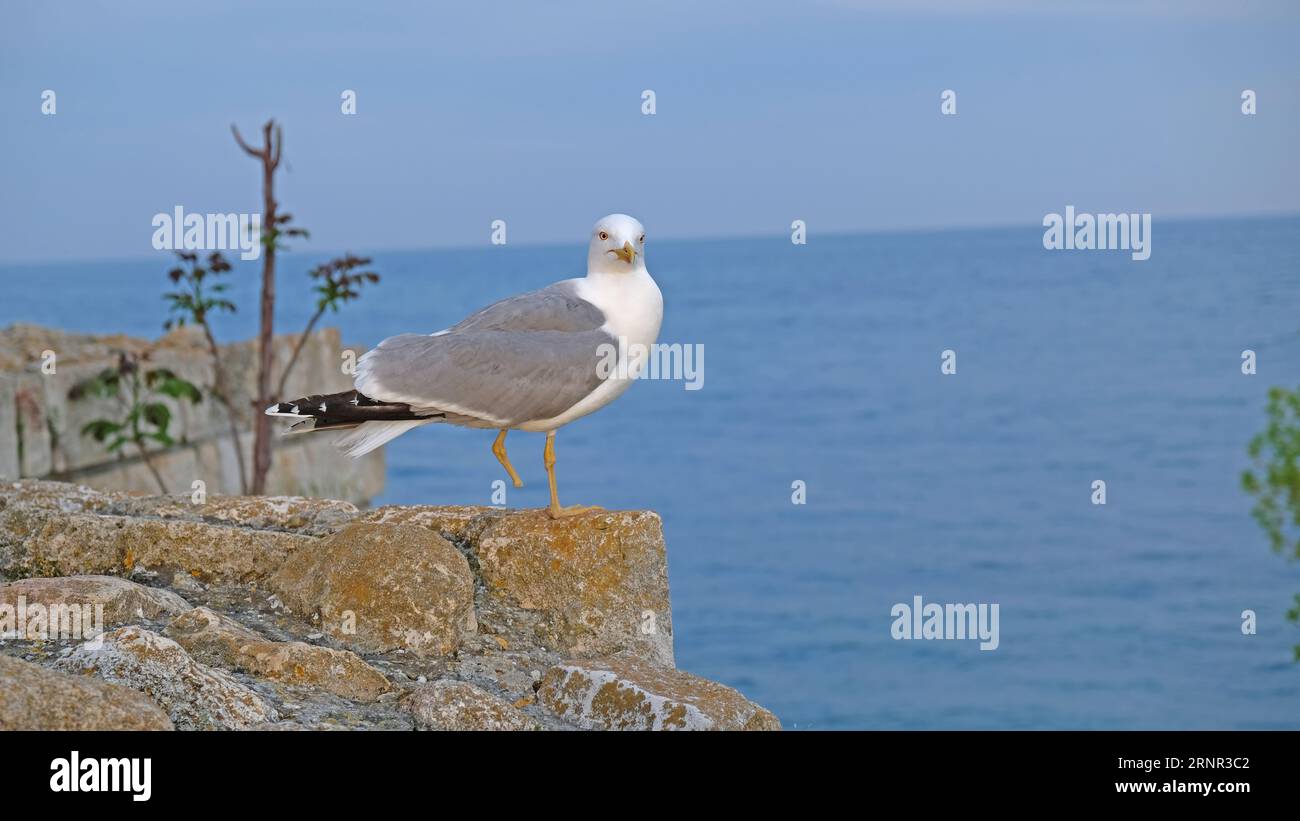 A seagull is looking for food Stock Photo